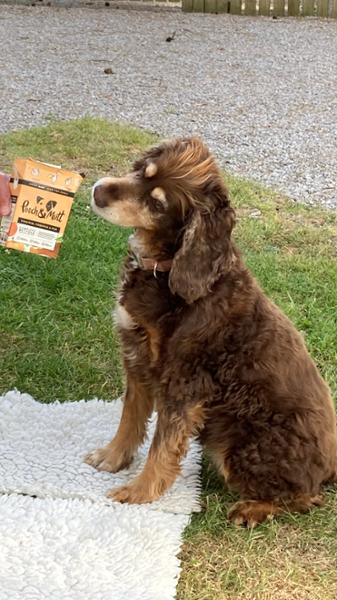 Wet Dog Food Variety Pack | 4 Flavours | 48 x 375g | Vet Recommended | Grain Free & Natural Ingredients | Pooch & Mutt Multipack