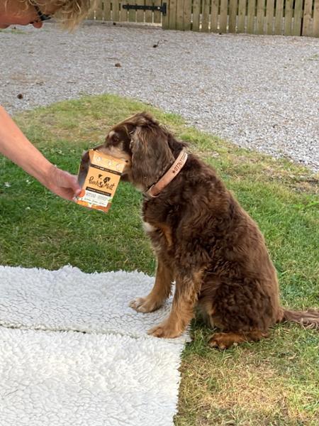 Wet Dog Food Variety Pack | 4 Flavours | 48 x 375g | Vet Recommended | Grain Free & Natural Ingredients | Pooch & Mutt Multipack