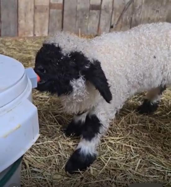 Shepherdess Warm Milk Lamb Feeder
