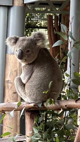 Contrasts of Australia