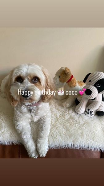 Patch Cuddly Dog Soft Toy | Dog Toy With Squeaker | Planet-Friendly | Made From Recycled Bottles | Pooch & Mutt