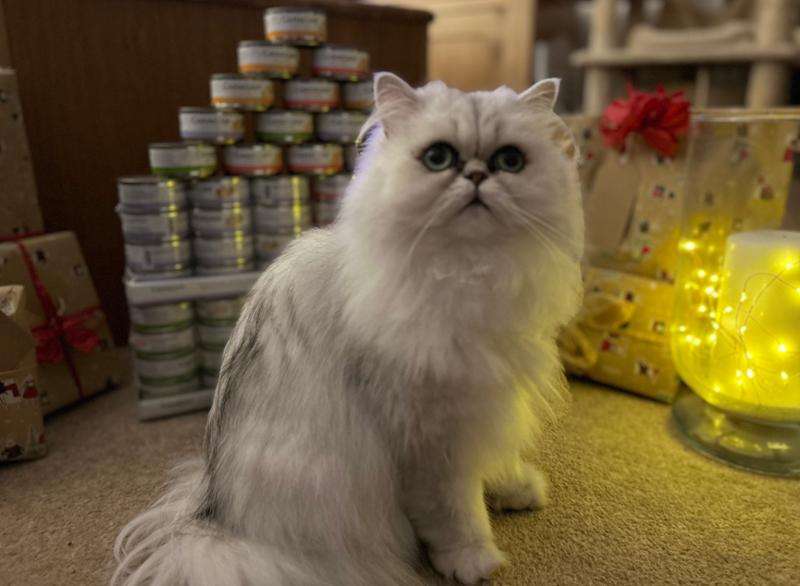 Canagan Chicken with Prawns Wet Cat Food