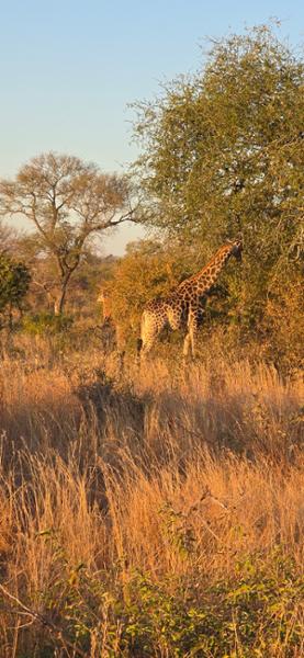 Best of South Africa