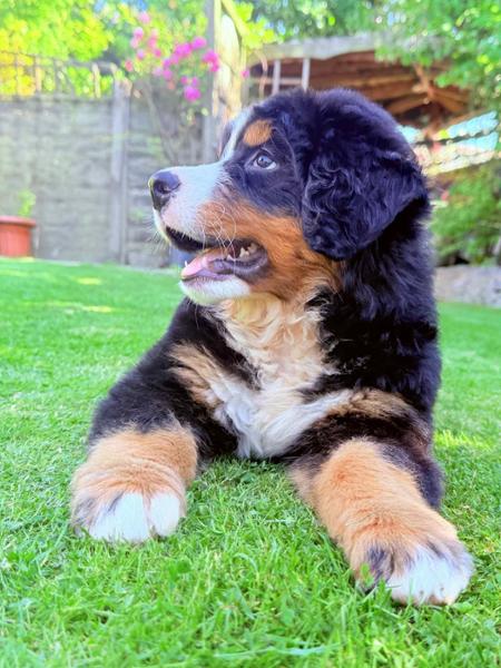 Puppy Bundle