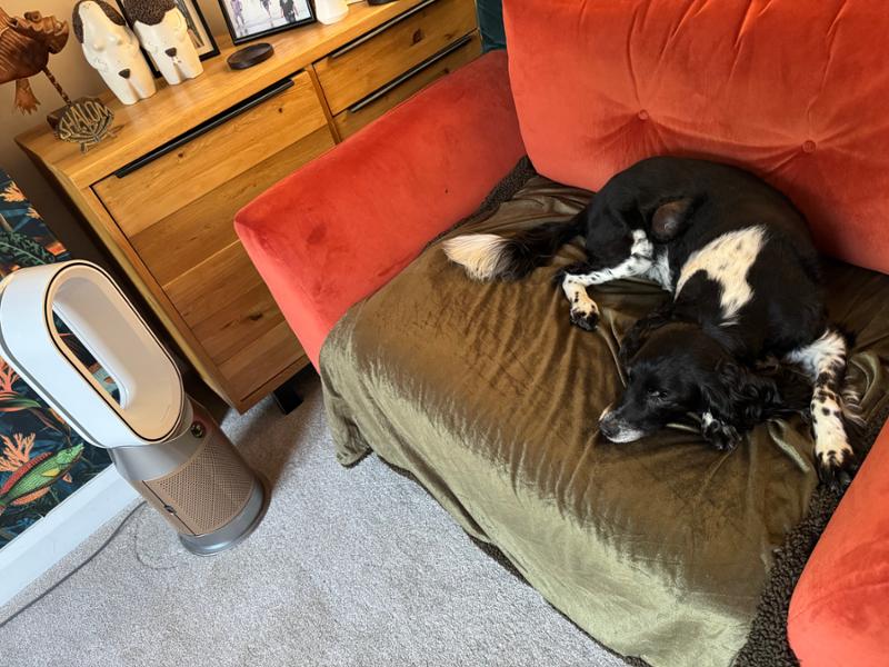 Springer spaniel 13 yrs old
