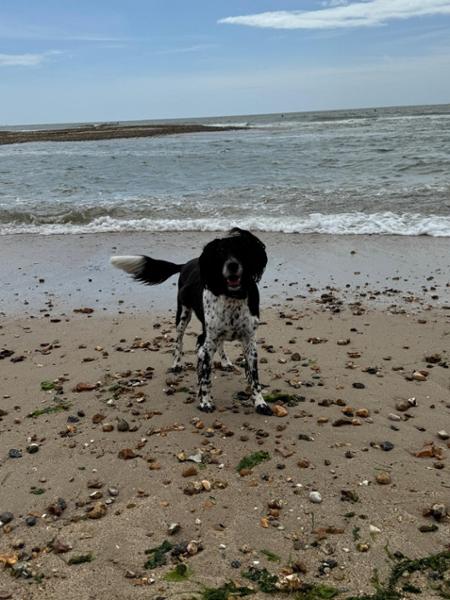 Springer spaniel 13 yrs old