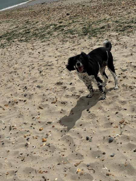 Springer spaniel 13 yrs old