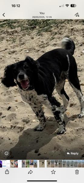 Springer spaniel 13 yrs old