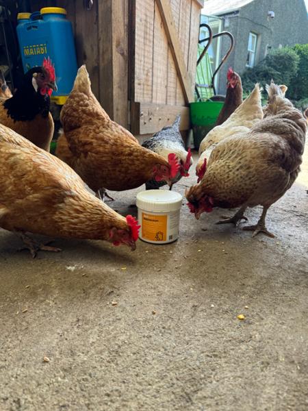 NEW! Flock Wellness Pack for Chicken and Poultry Birds