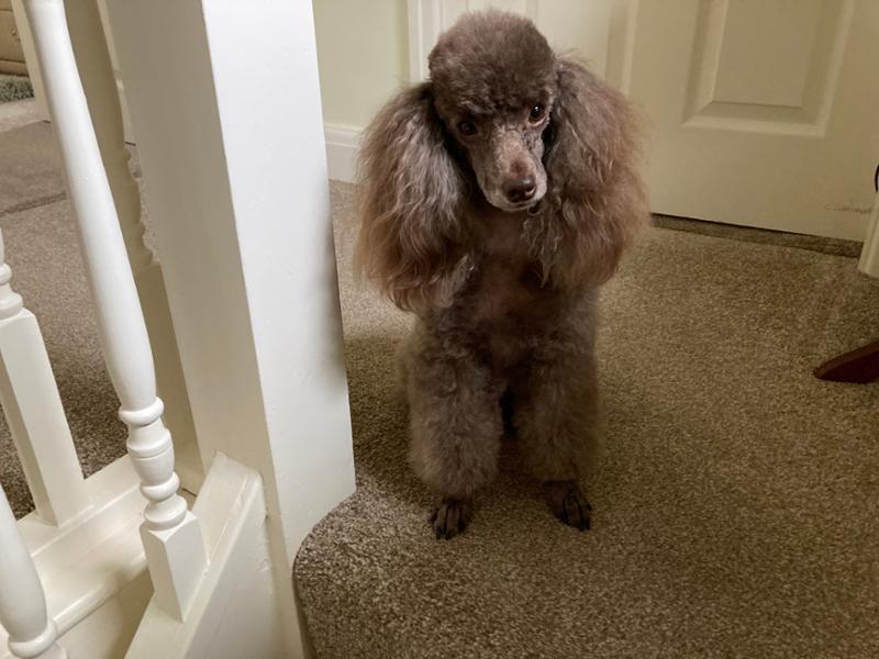 Mobileaze | Natural Mobility Aid Supplement for Dogs