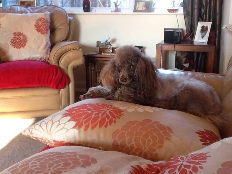 Mobileaze | Natural Mobility Aid Supplement for Dogs