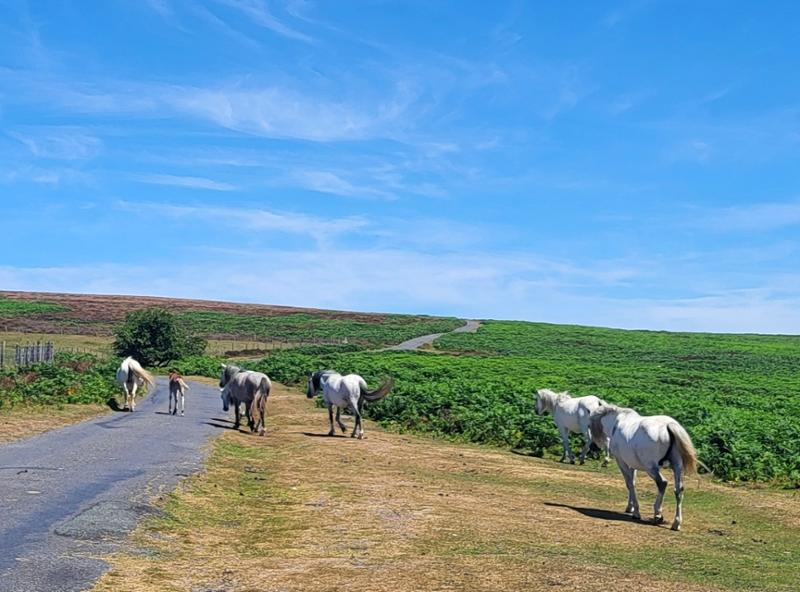 Your holiday: Shropshire Hills  - Guided Walking
