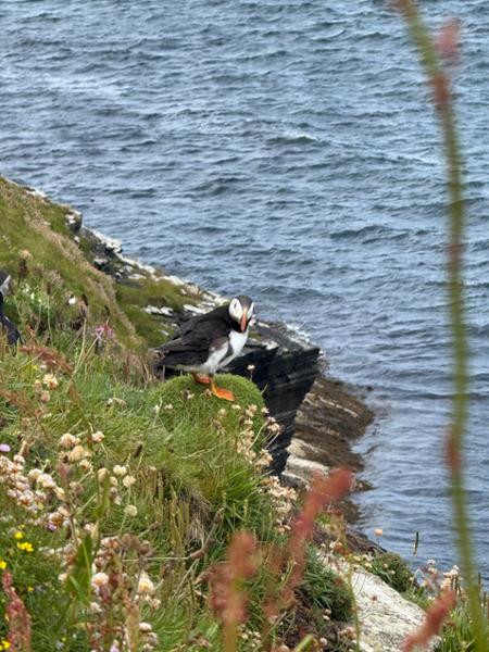 Walking Scotlandâ€™s Orkney Is