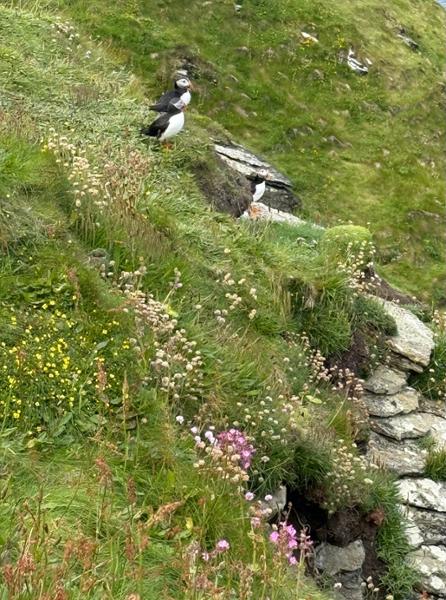 Walking Scotlandâ€™s Orkney Is