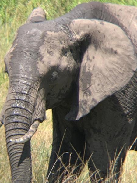 Africa- perfect. Africa- awesome.