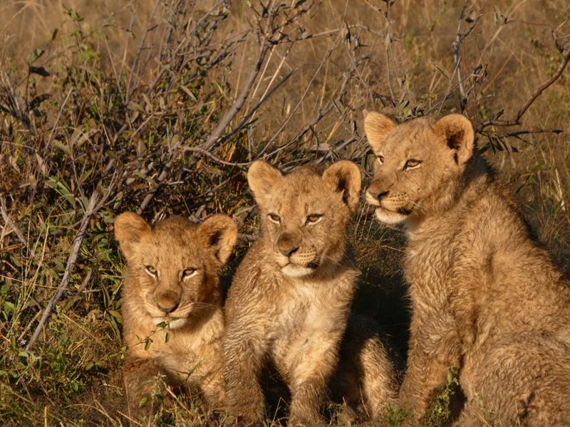 Go2Africa, we would recommend them without hesitation.