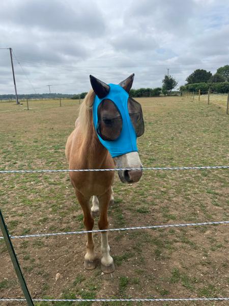 Horse And Pony Pull On Lycra Fly Mask