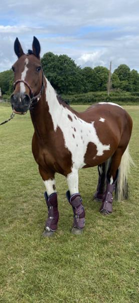 Blue-chip senior
