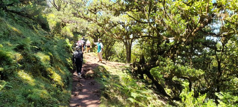 Madeira Island Discovery