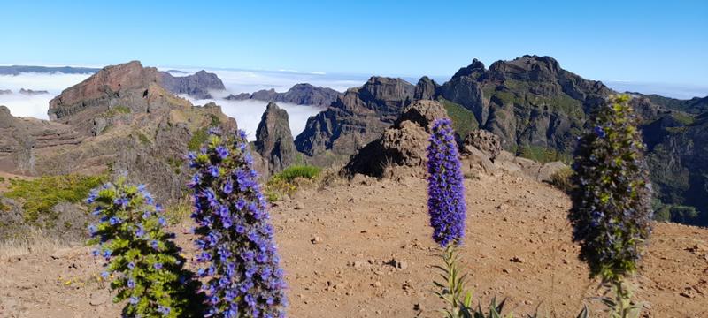 Madeira Island Discovery