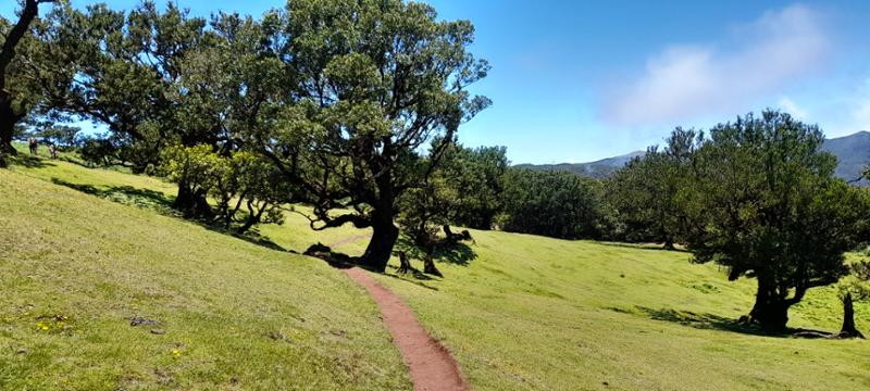 Madeira Island Discovery