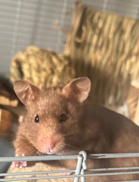 Great & Small Gourmet Hamster Feast With Fruit & Veg