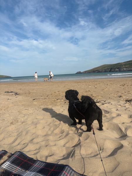 Very dog friendly and peaceful site.