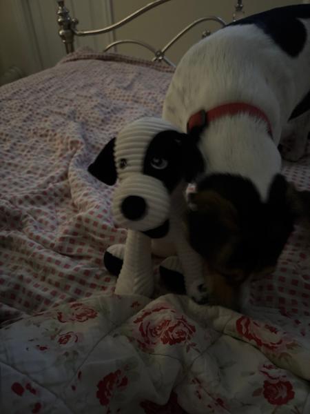 Patch Cuddly Dog Soft Toy | Dog Toy With Squeaker | Planet-Friendly | Made From Recycled Bottles | Pooch & Mutt