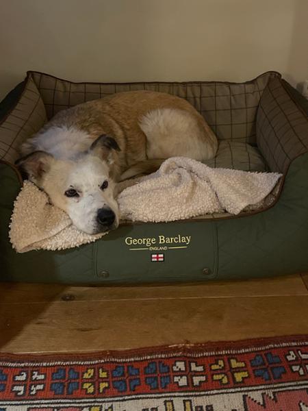 Country Orthopaedic Walled Dog Bed - Olive Green - Large - Bed with Orthopaedic - Blended Memory Foam Particles - George Barclay