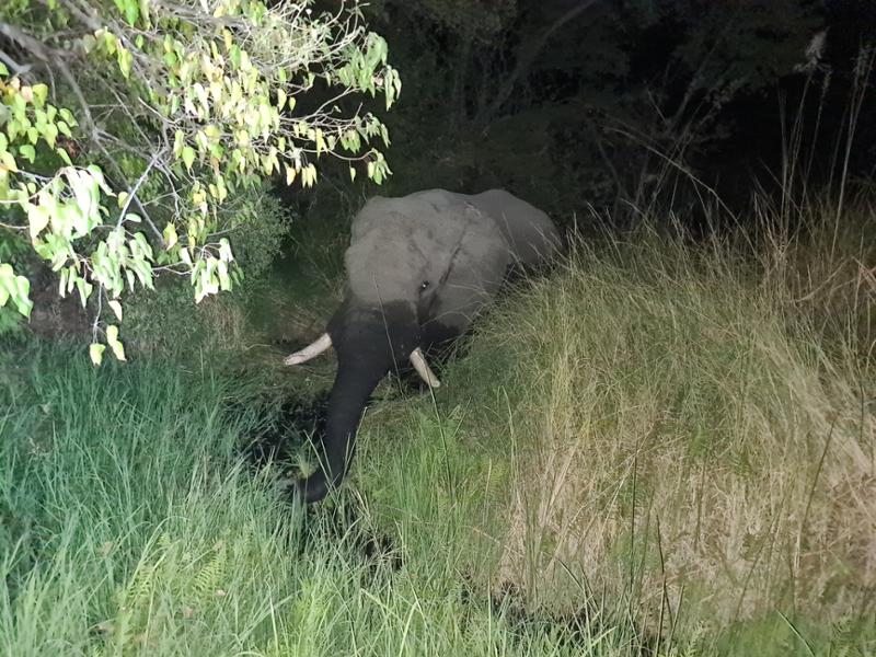 Excellent First Safari