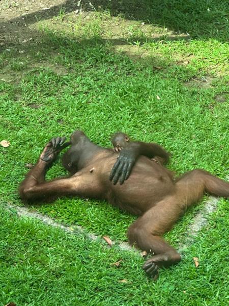 5030-2 for 1 Borneo