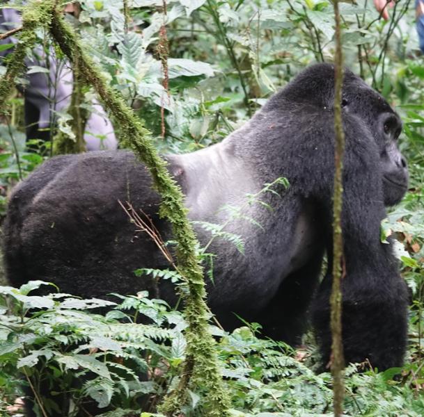 Uganda and Rwanda Gorilla Discovery