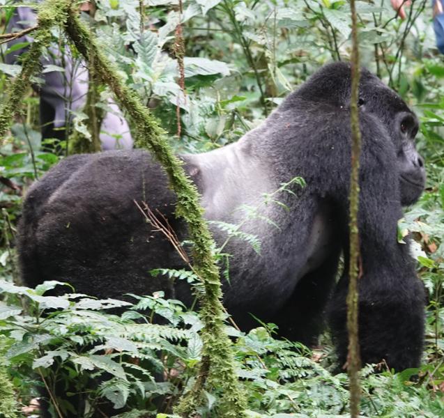 Uganda and Rwanda Gorilla Discovery
