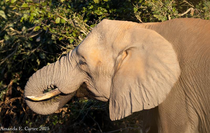I recommend booking your African Safari through Go2Africa
