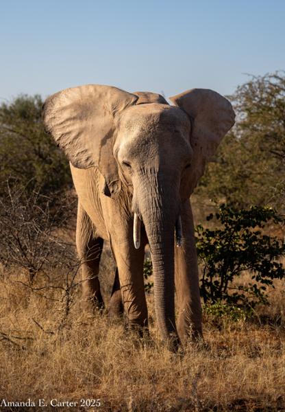 I recommend booking your African Safari through Go2Africa