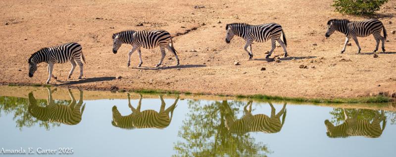 I recommend booking your African Safari through Go2Africa