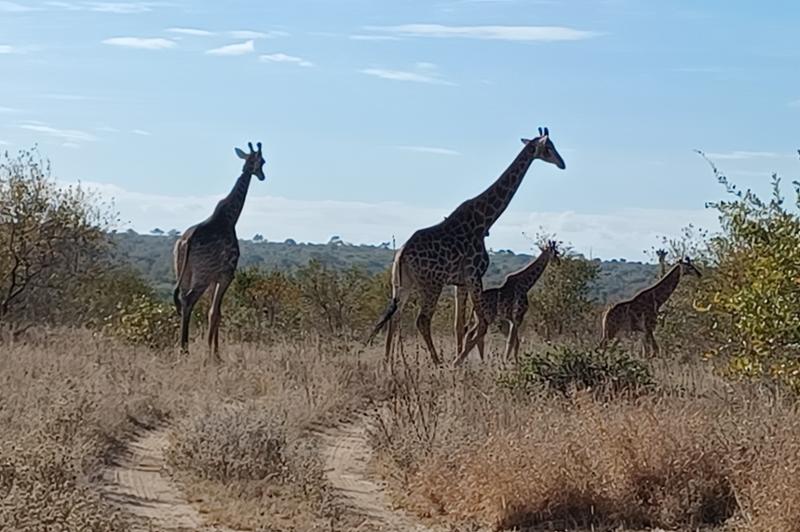 Awesome Safari Holiday!🐘