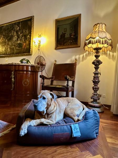 Savile Orthopaedic Walled Dog Bed - Tanner's Brown - Large - Bed with Orthopaedic - Blended Memory Foam Particles - George Barclay