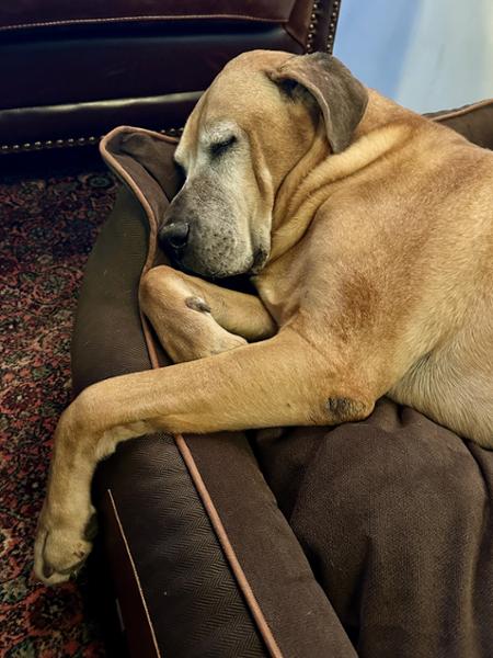 Savile Orthopaedic Walled Dog Bed - Tanner's Brown - Large - Bed with Orthopaedic - Blended Memory Foam Particles - George Barclay