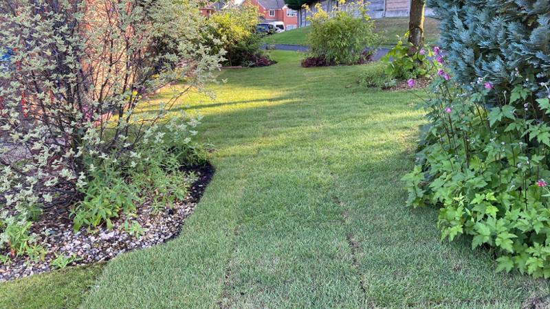 Easy peasy greeny grass