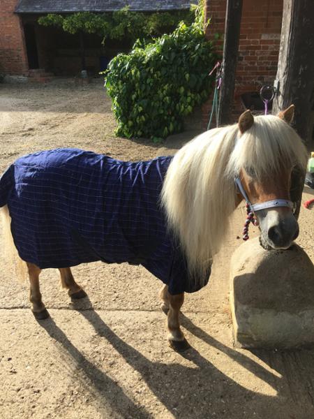 Shetland-Miniature-Donkey Cotton Sheet