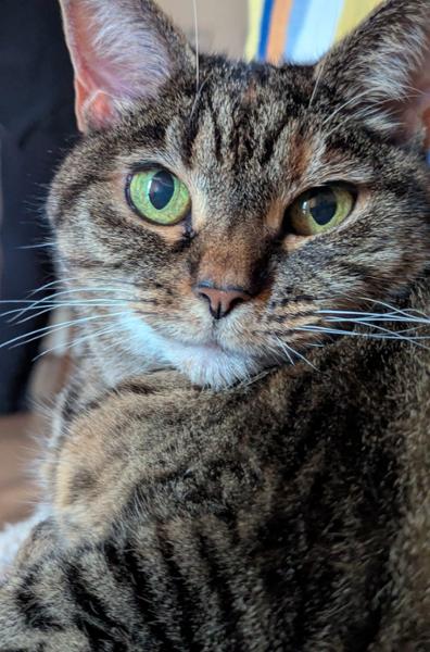 Free-Range Chicken Light / Senior Dry Cat Food