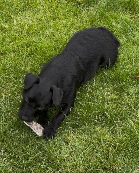 Long Lasting Natural Dog Chews | Fish Hide Chews | Rawhide Free Chews For Dogs | Pooch & Mutt | 100% Cod Hide