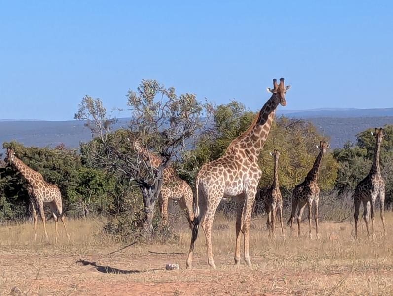 5145-5 Star African Safari