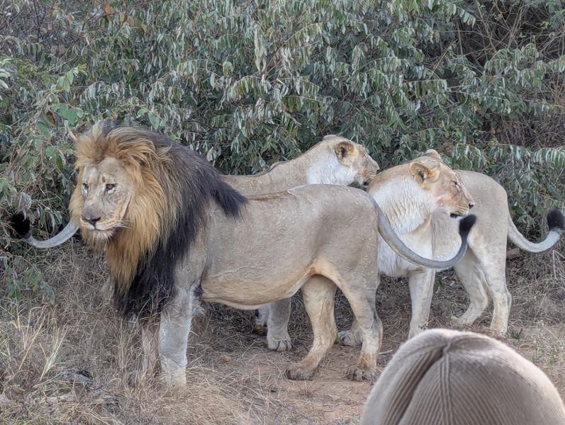 5145-5 Star African Safari