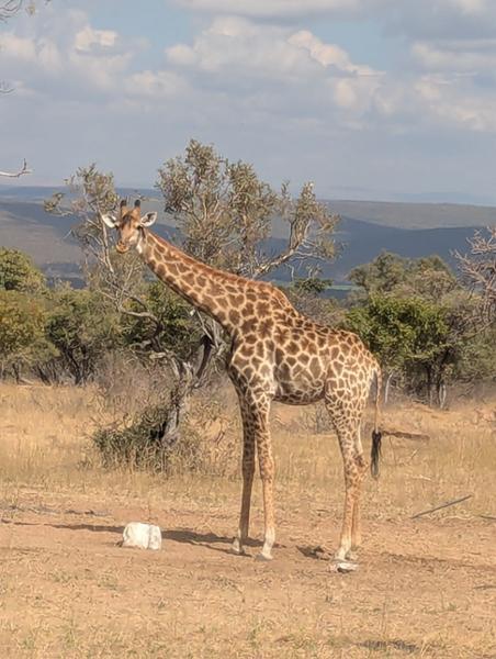 5145-5 Star African Safari