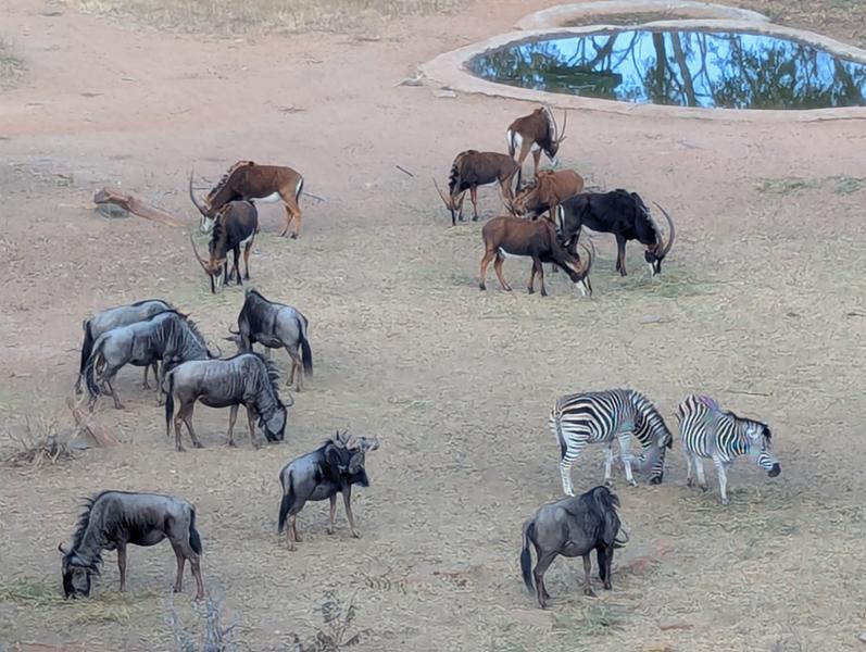 5145-5 Star African Safari