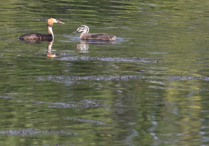 Pochard