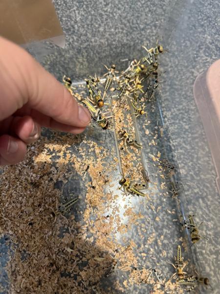 Bulk Locusts and Silent Crickets