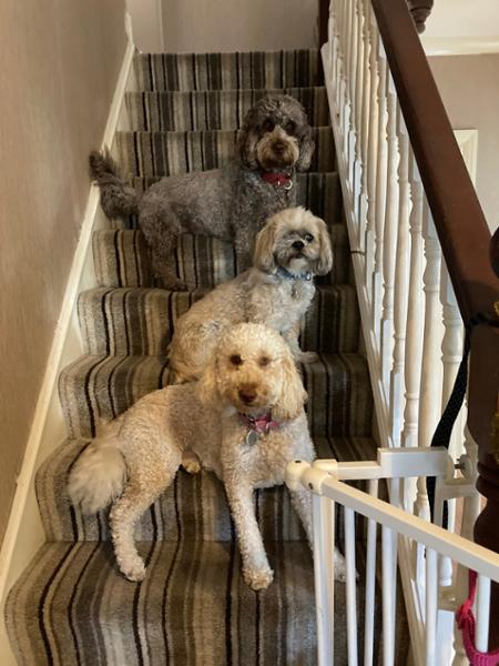 NexGard SPECTRA® Chewable Tablets for Large Dogs (15kg-30kg) 3 Chewable Tablets - EXPIRY DATE END OF MARCH 2026